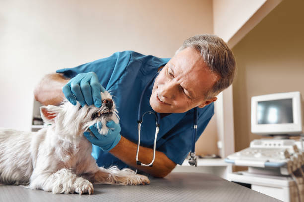 Best Urgent Dental Care in Palmer, AK